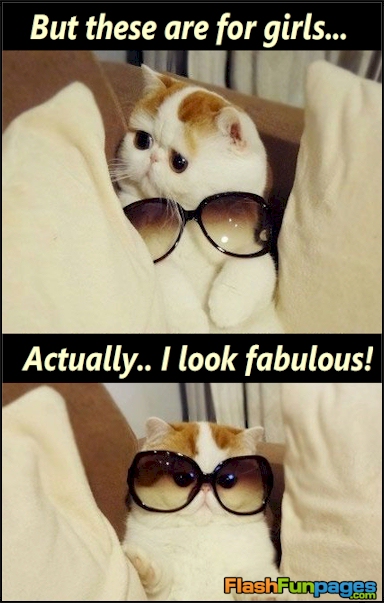 fabulous-cat.jpg