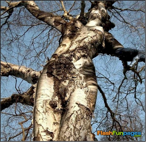 Funny Looking Trees | Ecards for Facebook